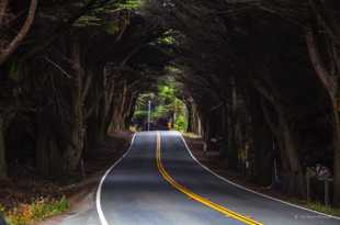 The Cypress Tunnel-9881 The Cypress Tunnel-9881
